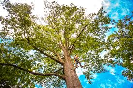 Best Tree Maintenance Programs  in Southlake, TX